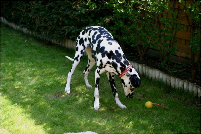 <b>na so was? der rennt zu meinem Ball!<b>